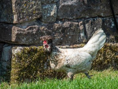 A chicken with a crest walking on grass in front of a stone wall at How Hill Farm Cottage in Greystoke