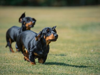 Two dachshund dogs running on grass in an outdoor area