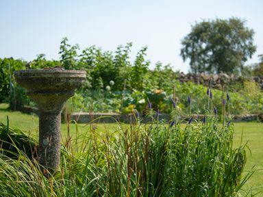 A garden with a stone birdbath surrounded by greenery and purple flowers at How Hill Farm Cottage in Greystoke