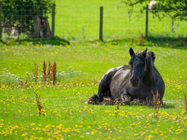 A black horse lying down in a grassy field with yellow flowers near a wire fence at How Hill Farm Cottage in Greystoke