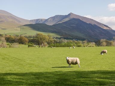 A grassy field with sheep and hills in the background at How Hill Farm Cottage in Greystoke