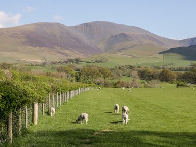 A green field with lambs grazing near a wire fence and hills in the background at How Hill Farm Cottage in Greystoke