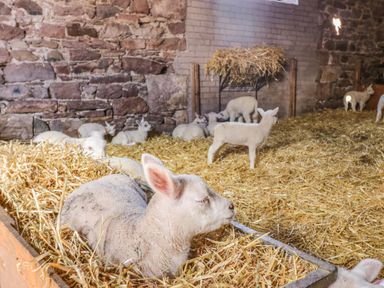 A barn interior with lambs resting on straw and stone walls at How Hill Farm Cottage in Greystoke