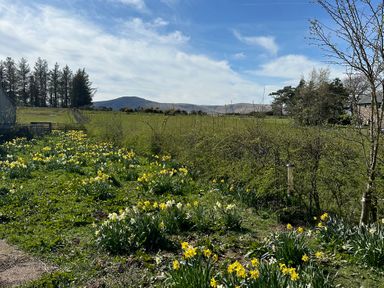 A garden with daffodils and a view of mountains at How Hill Farm Cottage, Greystoke