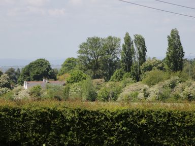 A hedge in front of trees with a house partially visible in the background at Swallow Barns in Chipping Sodbury