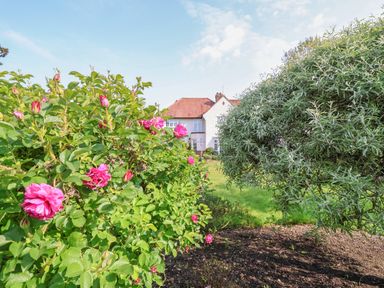A garden with rose bushes and a tree with a house in the background at Halsey in Walberswick