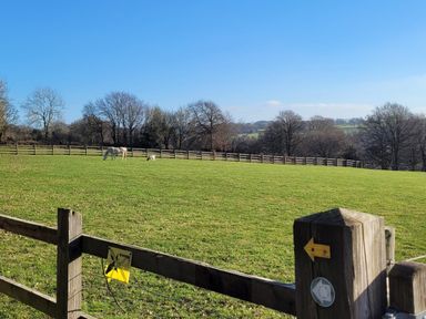 A fenced grassy field with a white horse and a dog and trees in the background at Rainbow View in Churchstanton near Churchinford