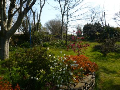 A garden with trees shrubs and flowers on a grassy slope with a stone border at Aarons Cottage in St Teath