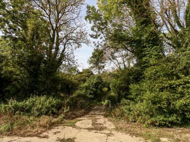 A dirt path leading through dense trees and bushes at Dairy Cottage in Abbotsbury