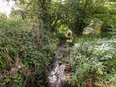 A small stream with plants and trees surrounding it