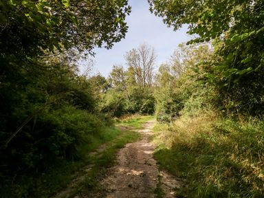 A dirt path surrounded by dense green trees and bushes in a forest area