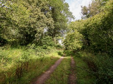 A dirt path surrounded by dense green trees and grass at Dairy Cottage in Abbotsbury