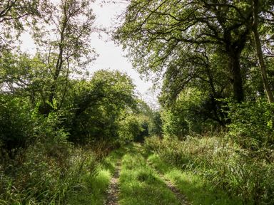 A dirt path surrounded by grass and trees in a forest at Dairy Cottage in Abbotsbury