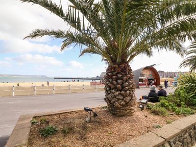 A palm tree near a beach with people walking and sitting on benches at Flat 6 Thornlow Heights Weymouth