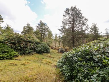 A grassy area with bushes and pine trees under a partly cloudy sky at Rocksite in Kirkmichael Perth And Kinross