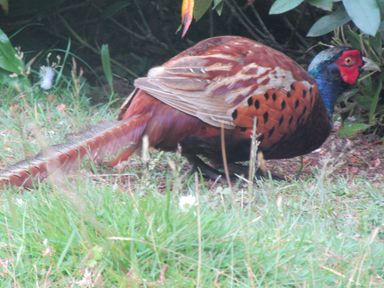A pheasant on grass near bushes at Rocksite in Kirkmichael Perth And Kinross