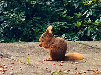 A squirrel eating nuts on a paved surface with green bushes in the background at Rocksite Kirkmichael Perth And Kinross
