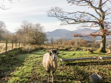 A sheep standing in a grassy field with trees a fence and mountains in the background at Carlton House Apartment 1 Keswick