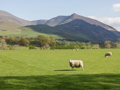 A green field with sheep and hills in the background at Carlton House Apartment 1 in Keswick