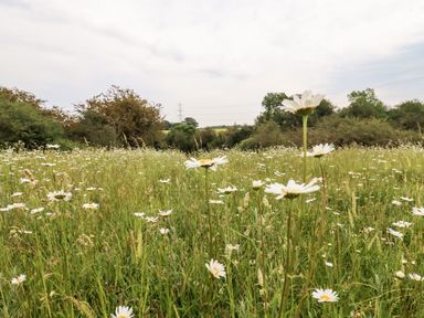 A field of daisies with green grass and trees in the background at The Brambles in Polstead