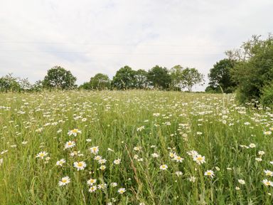 A field of daisies with green grass and trees in the background under a cloudy sky at The Brambles in Polstead
