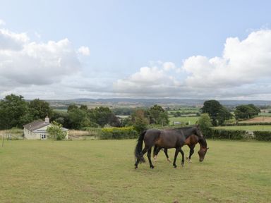 Two horses grazing in a green field with a small house and trees in the background at Palace Bungalow in St Weonards