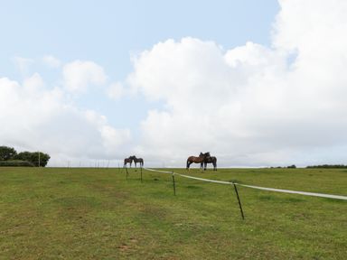 A grassy field with four horses standing near a white electric fence under a cloudy sky at Palace Bungalow in St Weonards