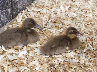 Two brown ducklings on wood shavings in an enclosure at Palace Bungalow in St Weonards
