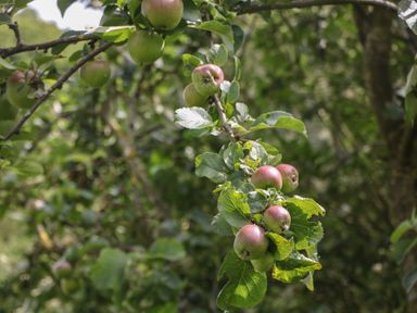 Apple tree branch with green and red apples and leaves in an orchard