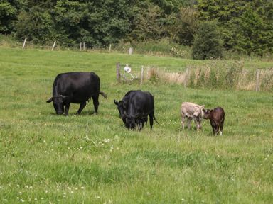 A grassy field with cows and calves grazing near a wooden fence and trees at Harry's Lodge in Ashover