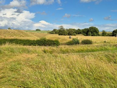 A grassy field with sheep scattered around and trees in the background at The Old Bakehouse in Avebury