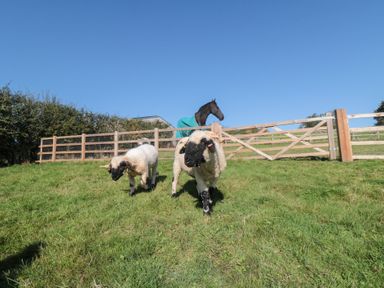 A horse and two sheep in a field at Stags Mount in Thornton Dale