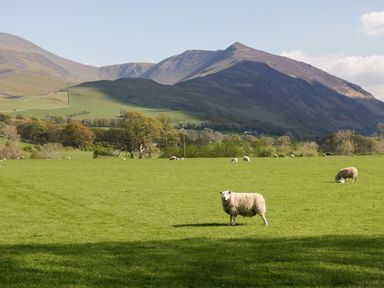A grassy field with sheep and trees with hills in the background at Scandale Bridge Cottage in Ambleside