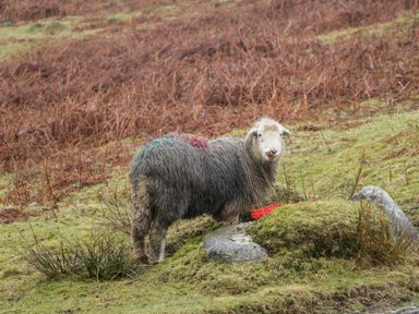 A sheep standing on grass near rocks with brown vegetation in the background at Scandale Bridge Cottage in Ambleside