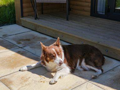 A brown and white dog lying on tiled patio outside a wooden deck with grass nearby at Holly in Ulverston