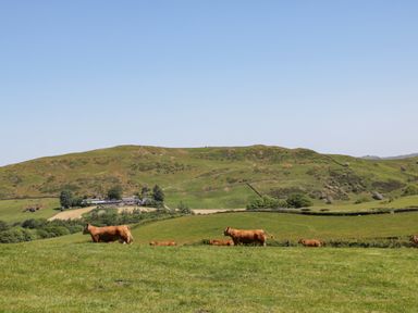 Cows grazing on a grassy hill with a farmhouse and hills in the background at Holly in Ulverston