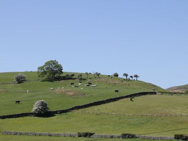 A grassy hillside with cows and scattered trees under a clear sky at Holly in Ulverston
