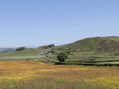 A field with yellow flowers and a tree with hills and a few buildings in the background at Holly in Ulverston