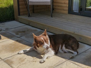 A brown and white dog lying on a tiled patio near a wooden deck and door at Willow in Ulverston