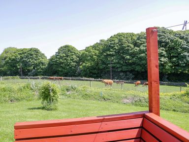 A field with cows grazing and trees in the background at Willow in Ulverston
