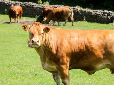 A close-up of a cow in a field with other cattle in the background at Willow in Ulverston