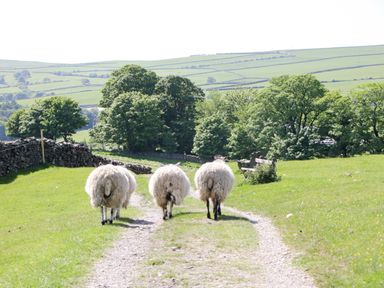 Three sheep walking on a dirt path with trees and hills in the background at Willow in Ulverston