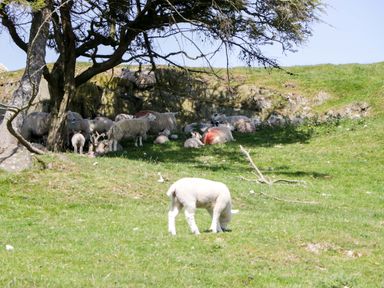 A group of sheep and a lamb grazing under a tree in a field at Willow in Ulverston