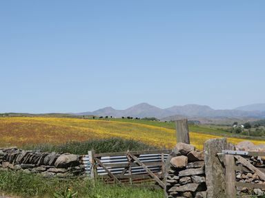 A meadow with yellow flowers cows grazing behind a stone wall and gate with mountains in the background at Oak in Ulverston