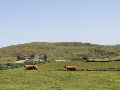 A grassy field with cows and hills in the background at Oak Ulverston