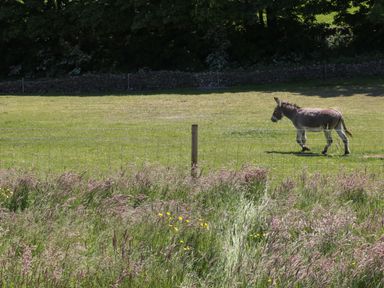 A donkey walking in a fenced grassy field with wildflowers and a stone wall in the background at Rowan in Ulverston
