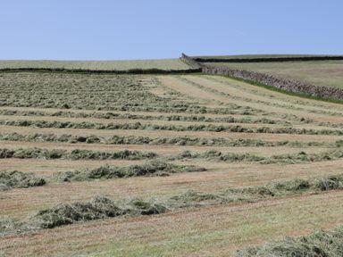 A field with rows of cut grass and stone walls in the background at Rowan in Ulverston