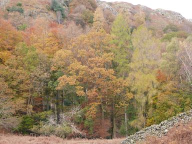 A hillside covered with trees in autumn colors and a stone wall at the bottom right at Rowan in Ulverston