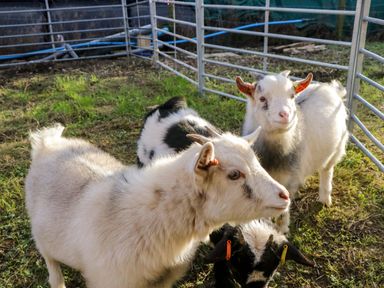 Three goats in a pen at Rowan in Ulverston