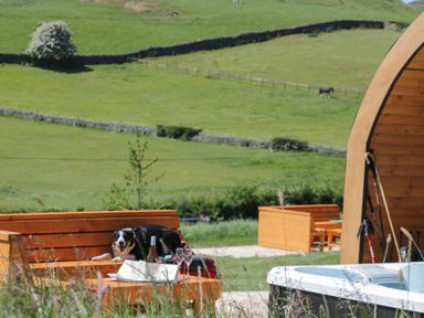 A black and white dog lying on a wooden bench next to a hot tub in a grassy field at Cherry in Ulverston